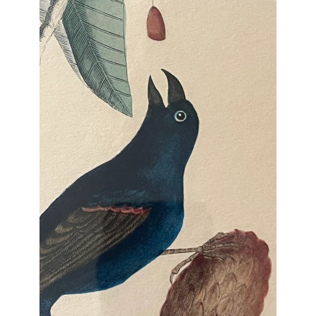 John James Audubon Antique Hand Colored Bird Engravings Framed Mark Catesby Set For Sale - Image 4 of 14