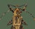 The series was produced by CFA editions from original pochior prints by E.A. Seguy. The series of insects that Seguy...