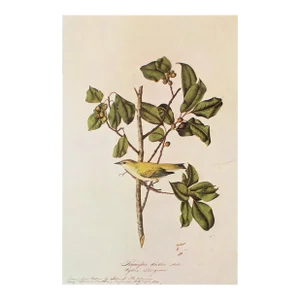 1966 Vintage Cottage Print "Tennessee Warbler" After John James Audubon
