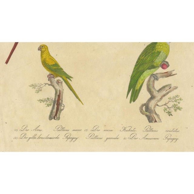 Paper Brodtmann, Macaw, Cockatoo & Amazon Parrots, 1816, Lithograph For Sale - Image 7 of 10