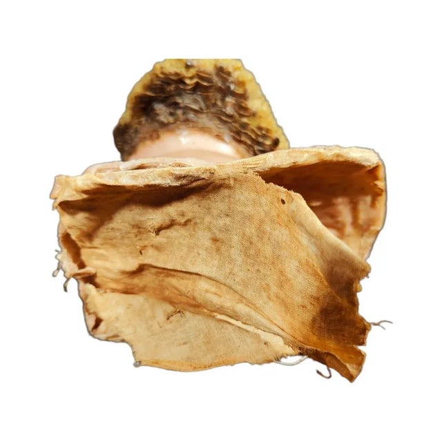 Saint's Head, 18th Century For Sale - Image 5 of 9