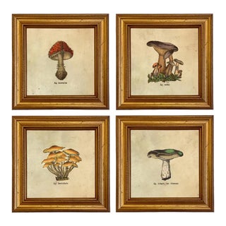 Set of 4 Vintage Style Mushroom Framed Prints For Sale