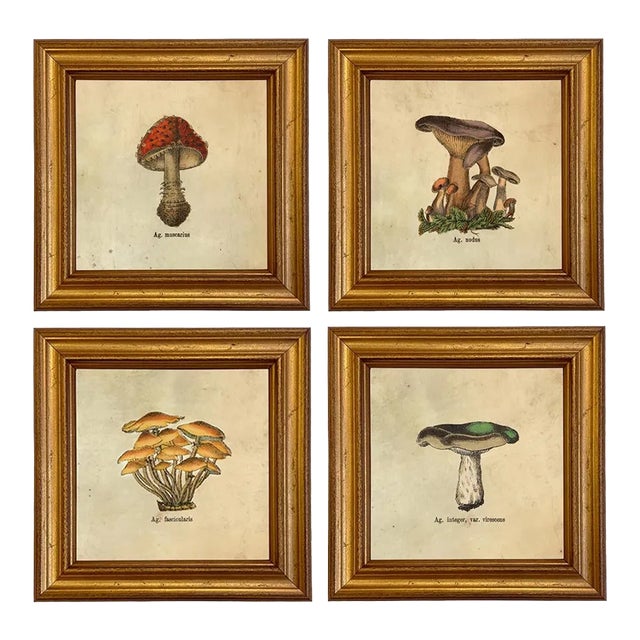 Set of 4 Vintage Style Mushroom Framed Prints For Sale