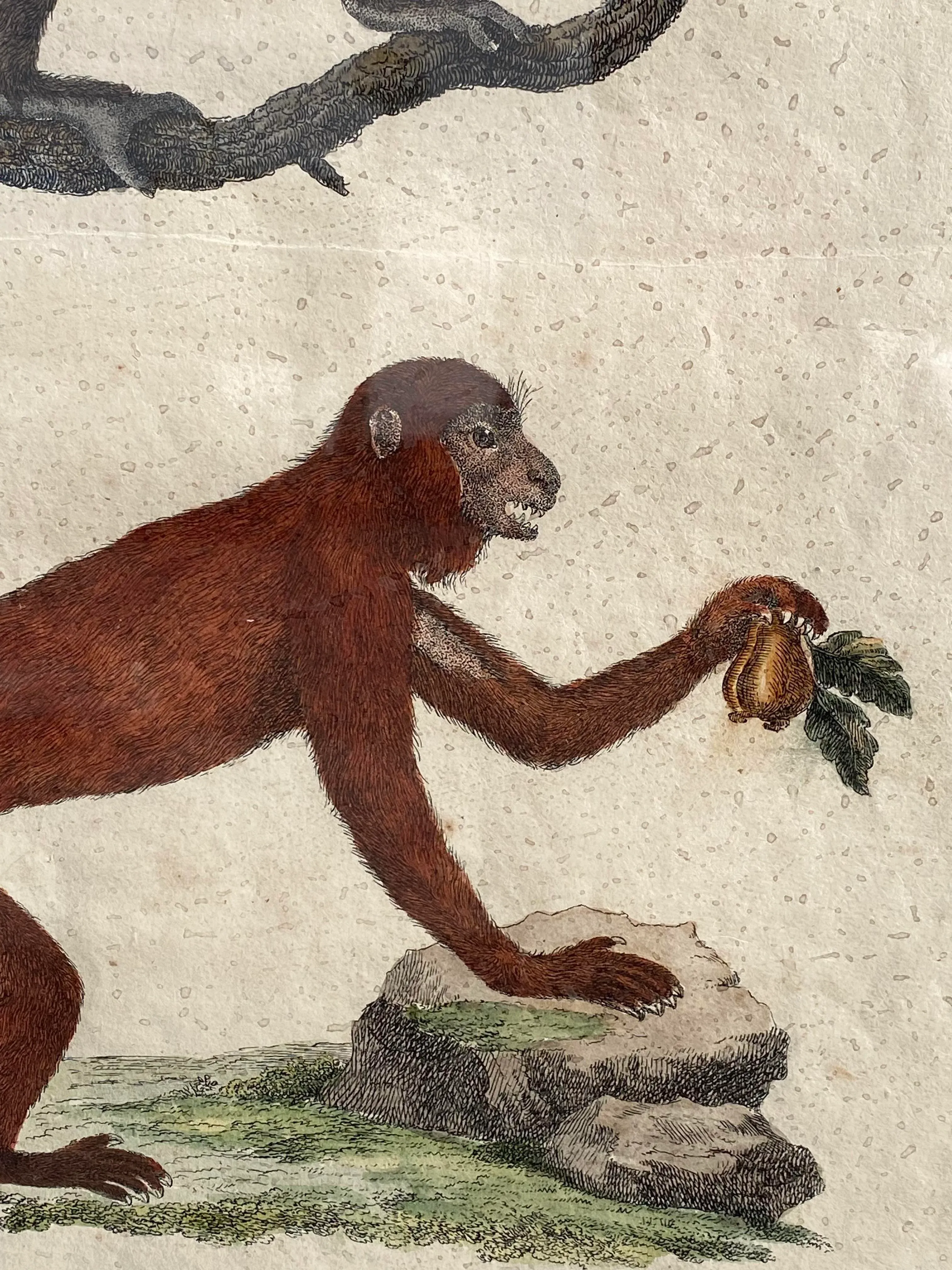 Monkeys Hand Colored Zoological Lithograph- Early 19th Century