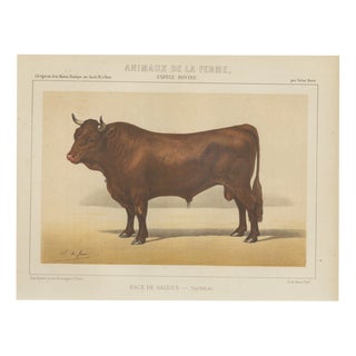Borie, Salers Bull, French Cattle Breed, 1863, Chromolithograph For Sale
