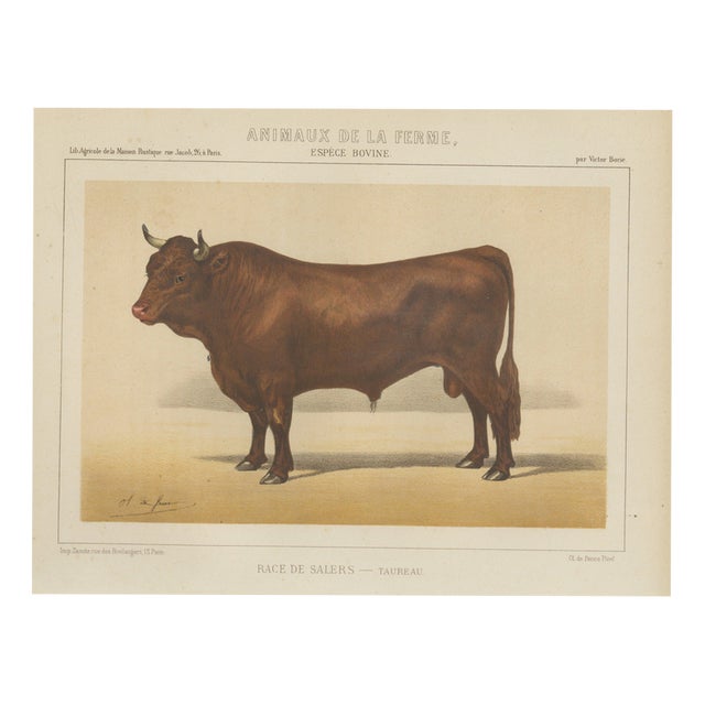 Borie, Salers Bull, French Cattle Breed, 1863, Chromolithograph For Sale