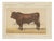 Borie, Salers Bull, French Cattle Breed, 1863, Chromolithograph For Sale