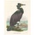Antique bird print titled 'Graculus Perspicillatus'. Old bird print depicting the Spectacled Cormorant. This print...