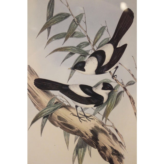 Framed 1970s reproduction Gould's Kaup's Flycatcher lithograph. In print: "Arses Kaupi: Gould"; "J. Gould and H.C. Richter...