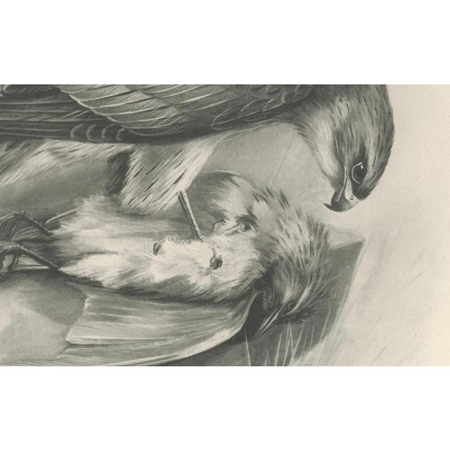 1900 - 1909 Antique Merlin Falcon with Prey Print by Lilian M. Medland, 1908 For Sale - Image 5 of 10