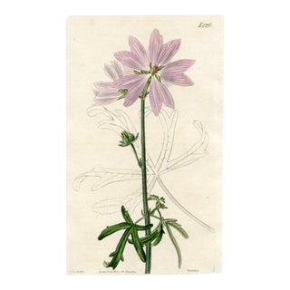 1822, Hollyhock Mallow Botanical Print, Curtis's Botanical Magazine, Original Antique Botanical Print, Engraving, England For Sale