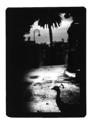 Peacock Rome, Italy, Giacomo Brunelli, 2005