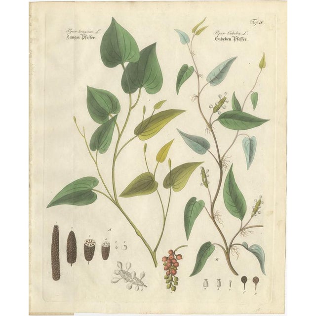 Antique Long & Cubeb Pepper Botanical Print, Piper Species, c.1831 : This botanical engraving presents a comparative study...