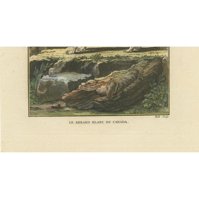 Early 19th Century After Buffon, The White Fox of Canada Arctic Wildlife, Engraving, 1801 For Sale - Image 5 of 9