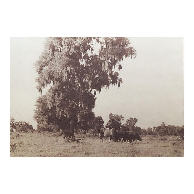 Late 20th Century Sepia Cyanotype Pastoral Landscape With Cows Photograph For Sale