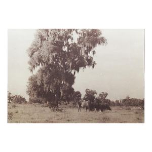 Late 20th Century Sepia Cyanotype Pastoral Landscape With Cows Photograph