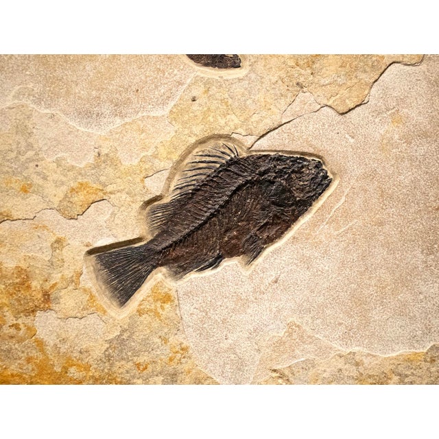 This vertical fossil mural features three different species of fossil fish. They include a large 9-5/8" Priscacara serrata...