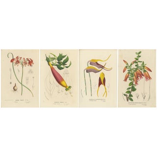 Van Houtte, Coral Drops, Prairie Gentian, Monkey Orchid, Bellflower, 1875, Prints, Set of 4 For Sale