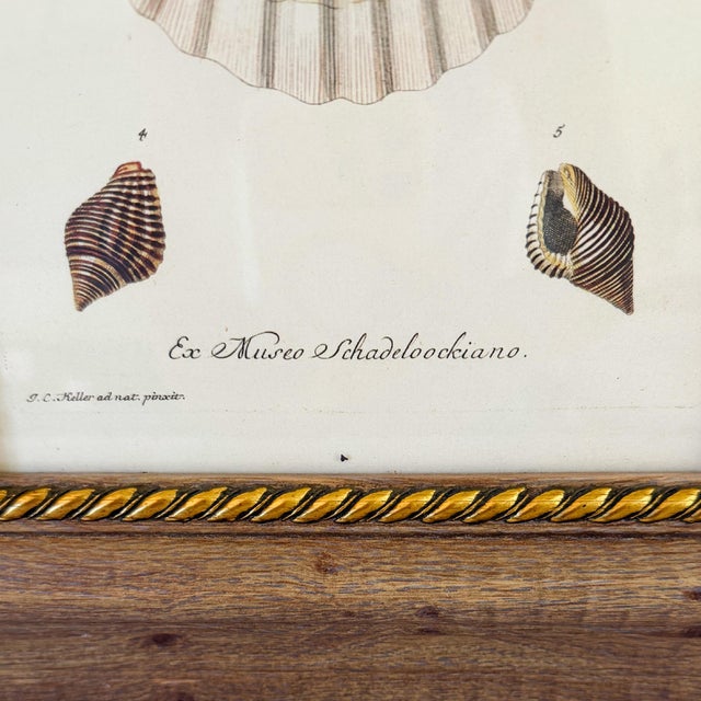 Framed Seashell Engraving Prints - Conchology Engravings After Georg Wolfgang Knorr, Set of 4 For Sale - Image 11 of 15