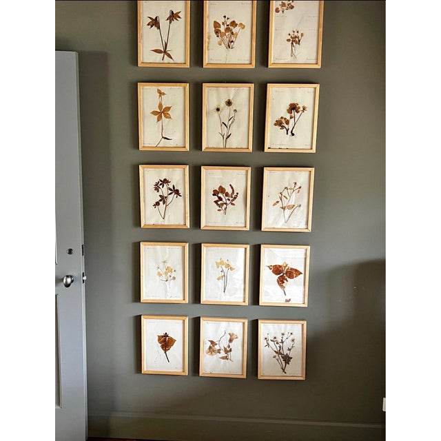 Cream Collection of 15 Antique Herbarium Botanical Specimens in Wood Frames, Bergdorf Goodman Provenance For Sale - Image 8 of 9