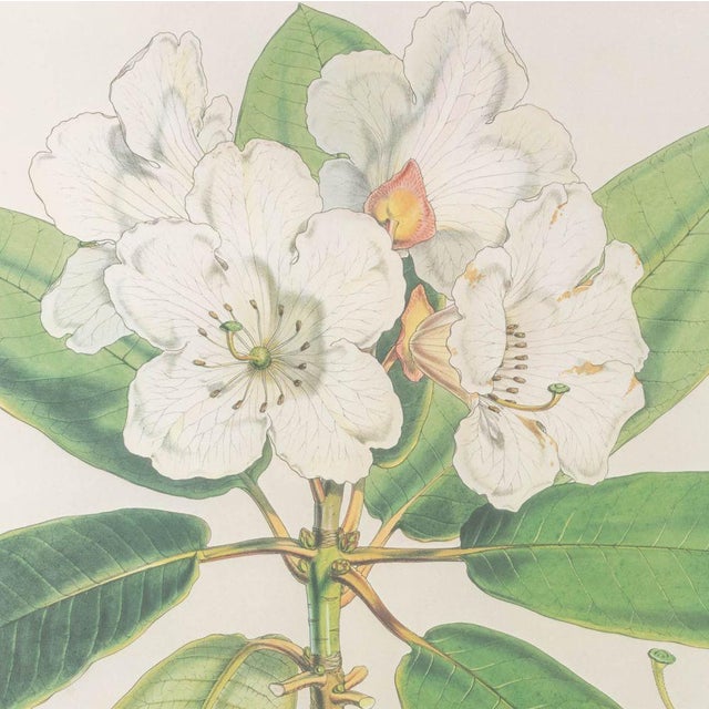 Walter Hood Fitch Botanical Offset Lithographs, 2 For Sale - Image 12 of 16