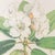 Walter Hood Fitch Botanical Offset Lithographs, 2 For Sale - Image 12 of 16