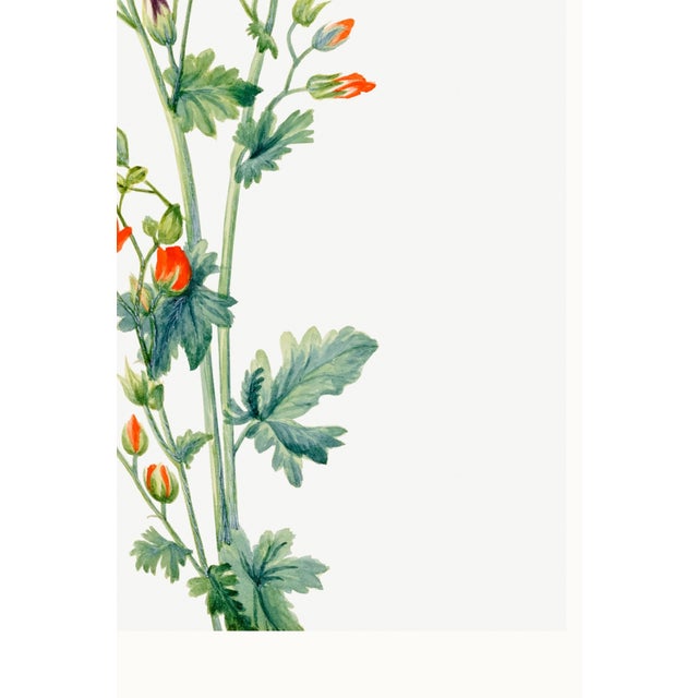 Scarlet Globe Mallow, Vintage Botanical Art Print Reproduction by Mary Vaux Walcott, 32" X 48" For Sale - Image 10 of 10