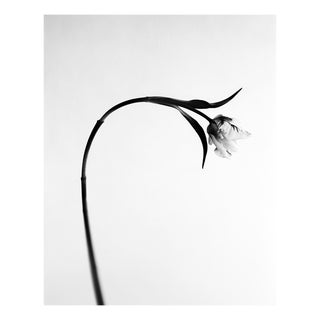 Ugne Pouwell, Tulip No.2, 2026, Analogue Floral Photography, Limited Edition of 20 For Sale