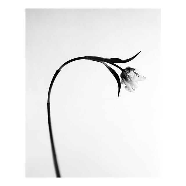Ugne Pouwell, Tulip No.2, 2026, Analogue Floral Photography, Limited Edition of 20 For Sale