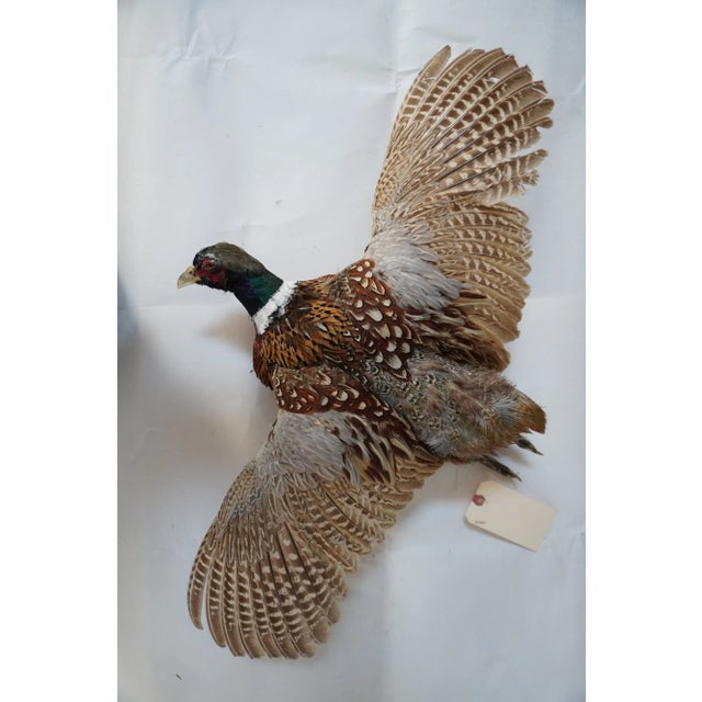 Taxidermy Pheasant male rooster / cock bird in a flying position This piece would look great in a library or living room....