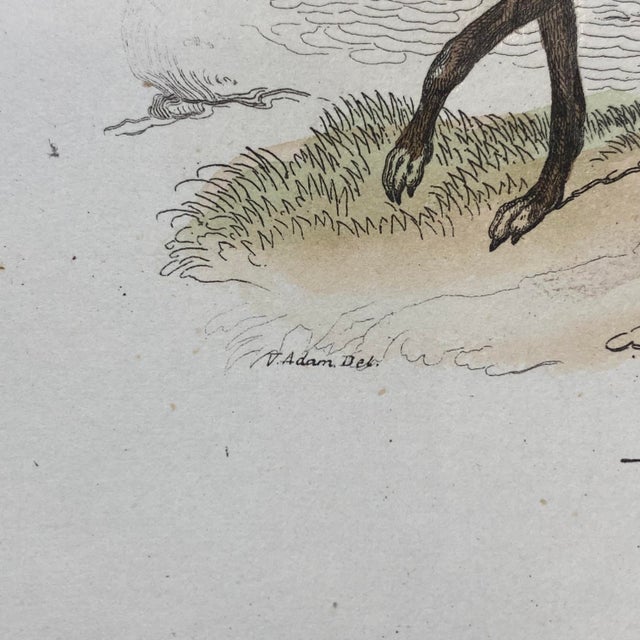 French Antique 18th Century "Le Grand Danois" Dog Engraving Hand Colored Signed Artwork For Sale - Image 11 of 12