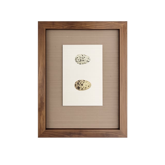 Mid-Century Modern 2 Antique Framed Bird Egg Prints From the Birds of North America by Jacob H. Studer, Edited From Original, See Description For Sale - Image 3 of 3