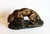 1930s Sculpture of a Terracotta Lioness by Armand Fagotto, 20th Century For Sale - Image 5 of 14
