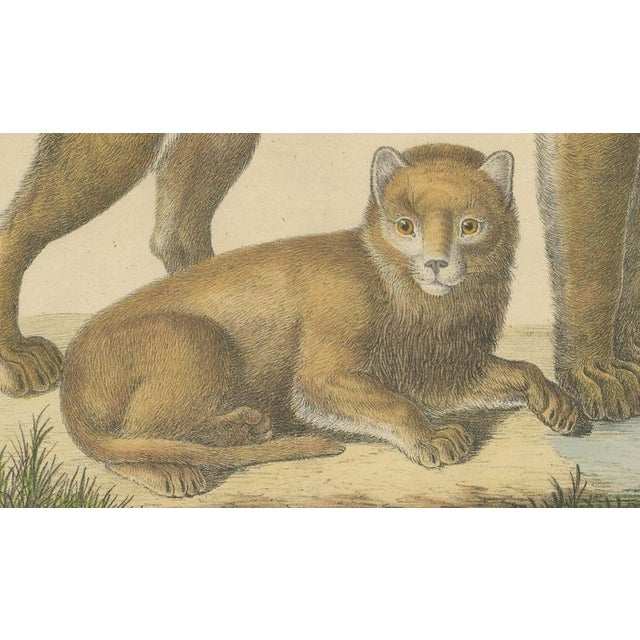Early 19th Century Brodtmann, Lioness and Cub, 1816, Lithograph For Sale - Image 5 of 9