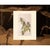 1966 Vintage Farmhouse Cottage Print "Connecticut Warbler" After John James Audubon For Sale In Dallas - Image 6 of 7
