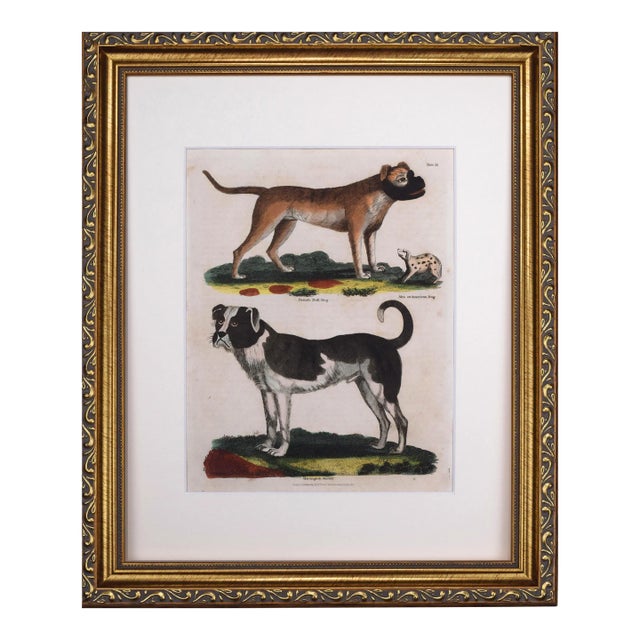 19th Century Antique Hand Colored Dog Engraving of a Mastiff and English Bulldog For Sale