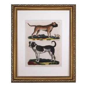 19th Century Antique Hand Colored Dog Engraving of a Mastiff and English Bulldog