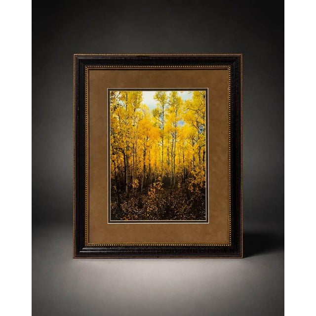 Decorative framed autumn forest print featuring bright yellow trees, warm brown matting, and a classic dark wood-tone...