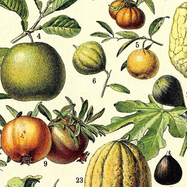 Antique 'Fruit' Wall Hanging Chairish