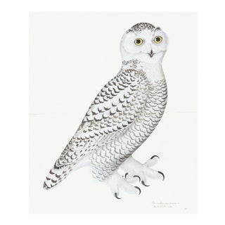 Juvenile Male Snowy Owl Plate 30 by Olof Rudbeck (Cfa-Wd) For Sale