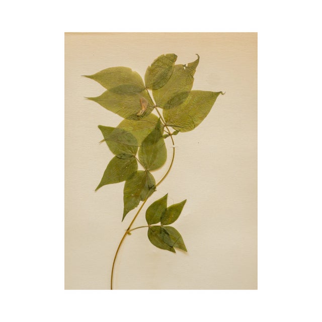 Antique Swedish Herbarium - Spring Pea, Circa 1908 For Sale - Image 4 of 6