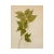 Antique Swedish Herbarium - Spring Pea, Circa 1908 For Sale - Image 4 of 6