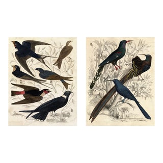 Gallivani Birds, Set Of 2, Unframed Artwork For Sale