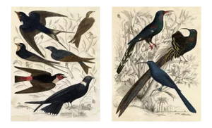 Gallivani Birds, Set Of 2, Unframed Artwork