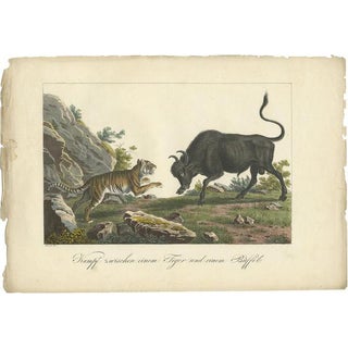 Fighting Tiger and Buffalo in Indonesia, 1830, Paper For Sale