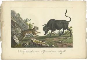 Fighting Tiger and Buffalo in Indonesia, 1830, Paper