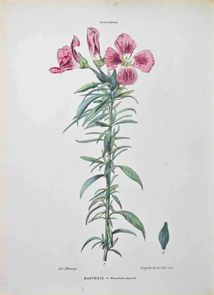 Vincenzo Tenore, The Entree, Lithograph, 1870s