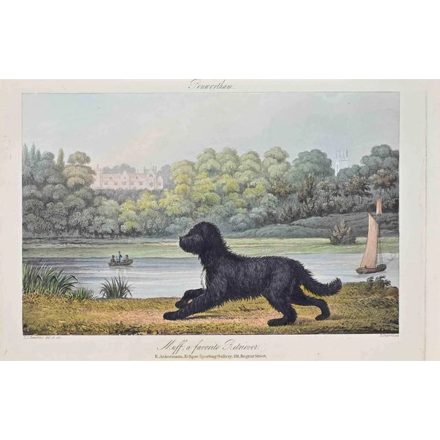 Joseph Banks, Muff, A Favorite Retriever, Etching, 1837 For Sale