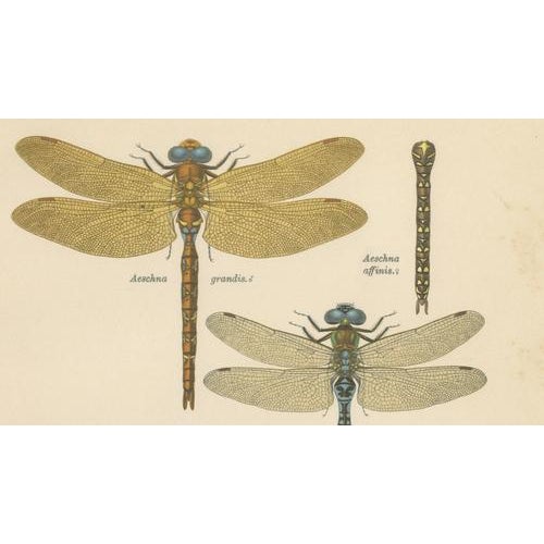 Dragonflies of Central Europe, 1908, Lithograph, Set of 3 For Sale - Image 9 of 14