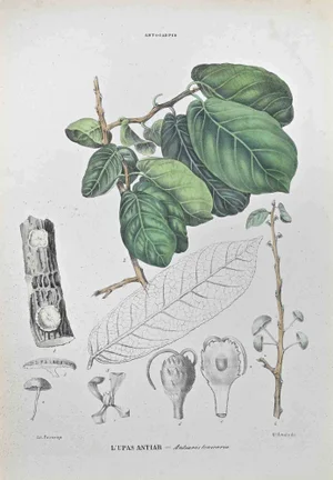 Vincenzo Tenore, Antiaris Toxicaria, Lithograph, 1870s